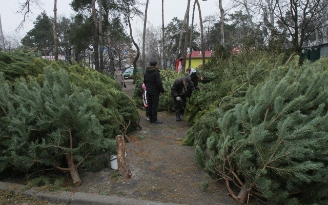 Лесхоз Запорожья обнародовал средние цены на елки Фото № 0 Лесхоз Запорожья обнародовал средние цены на елки Фото № 0