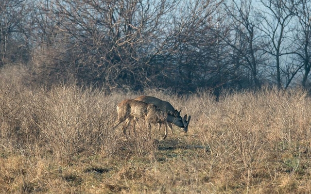 Запорожский фотограф порадовал новой подборкой дикой природы заповедника (ФОТО) Фото № 10 Запорожский фотограф порадовал новой подборкой дикой природы заповедника (ФОТО) Фото № 10