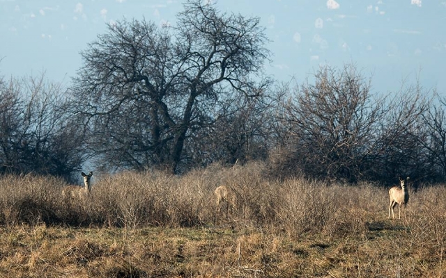 Запорожский фотограф порадовал новой подборкой дикой природы заповедника (ФОТО) Фото № 9 Запорожский фотограф порадовал новой подборкой дикой природы заповедника (ФОТО) Фото № 9