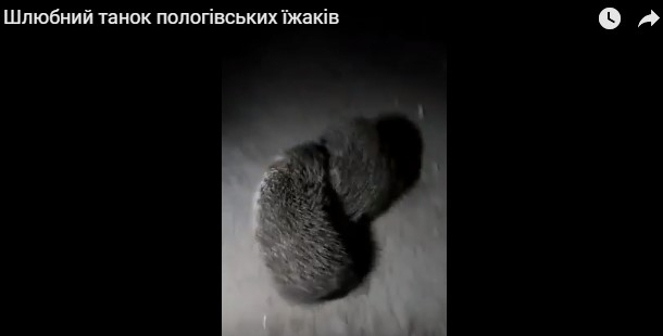 Курьезы: Под Запорожьем очевидцы сняли Курьезы: Под Запорожьем очевидцы сняли