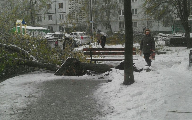 Фотофакт: Во всех районах Запорожья падают деревья и страдают автомобили Фото № 5 Фотофакт: Во всех районах Запорожья падают деревья и страдают автомобили Фото № 5