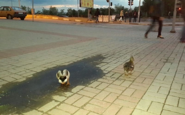 Возле запорожского Возле запорожского