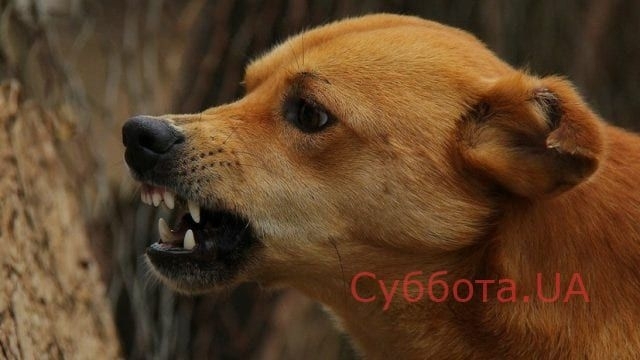 В Запорожской области бездомные собаки искусали девушку (ФОТО) Фото № 0 В Запорожской области бездомные собаки искусали девушку (ФОТО) Фото № 0