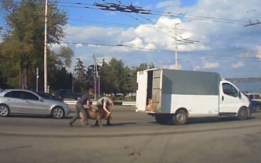 Появилось видео, как по плотине бегала свинья Фото № 0 Появилось видео, как по плотине бегала свинья Фото № 0