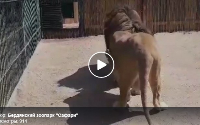Большие кошки устроили игры арбузом словно мячом (ВИДЕО) Фото № 0 Большие кошки устроили игры арбузом словно мячом (ВИДЕО) Фото № 0