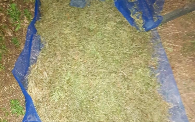 В Запорожской области нашли парники с наркотиками на сумму 20 миллионов гривен (ФОТО, ВИДЕО) Фото № 2 В Запорожской области нашли парники с наркотиками на сумму 20 миллионов гривен (ФОТО, ВИДЕО) Фото № 2
