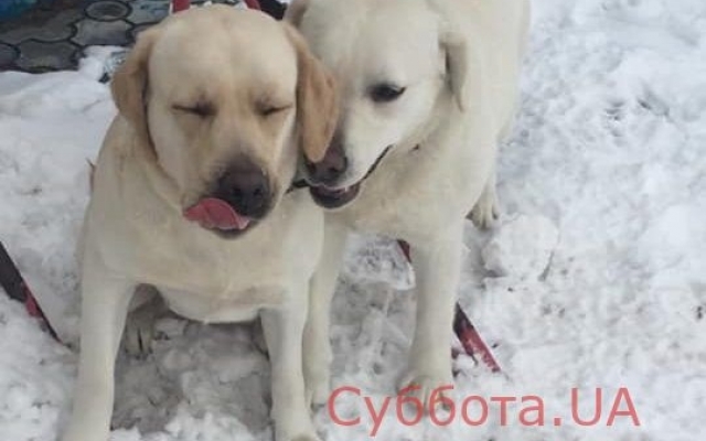 В Запорожье пропал породистый пес. Хозяева просят помощи (ФОТО) Фото № 1 В Запорожье пропал породистый пес. Хозяева просят помощи (ФОТО) Фото № 1