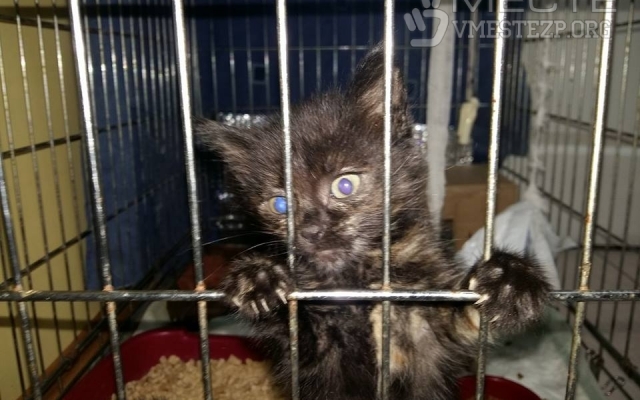 Спасённые запорожскими патрульными котята ищут хозяев Фото № 0 Спасённые запорожскими патрульными котята ищут хозяев Фото № 0