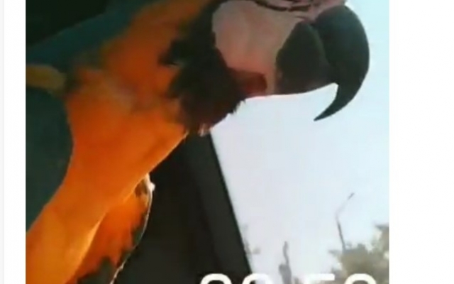 В кирилловской маршрутке отдыхающих развлекал необычный пассажир (ВИДЕО) Фото № 0 В кирилловской маршрутке отдыхающих развлекал необычный пассажир (ВИДЕО) Фото № 0