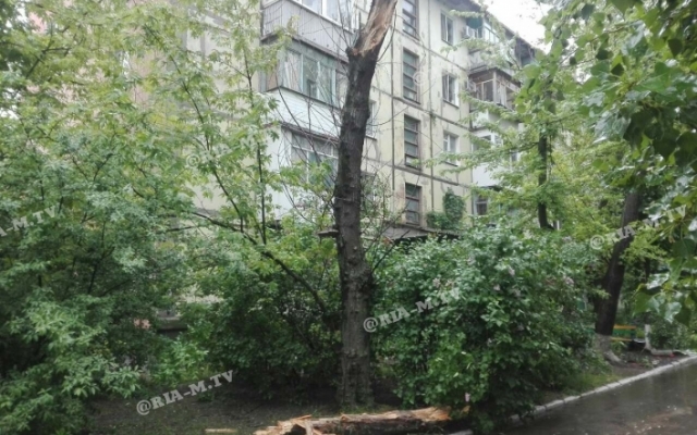 В Запорожской области дерево рухнуло на проезжую часть (ФОТО) Фото № 0 В Запорожской области дерево рухнуло на проезжую часть (ФОТО) Фото № 0
