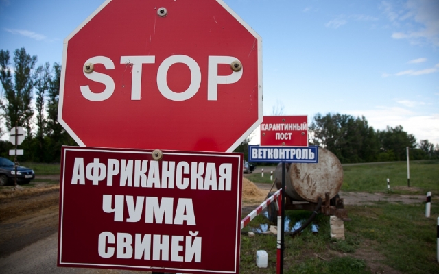 Внимание, карантин: Под Запорожьем выявили африканскую чуму свиней Фото № 0 Внимание, карантин: Под Запорожьем выявили африканскую чуму свиней Фото № 0