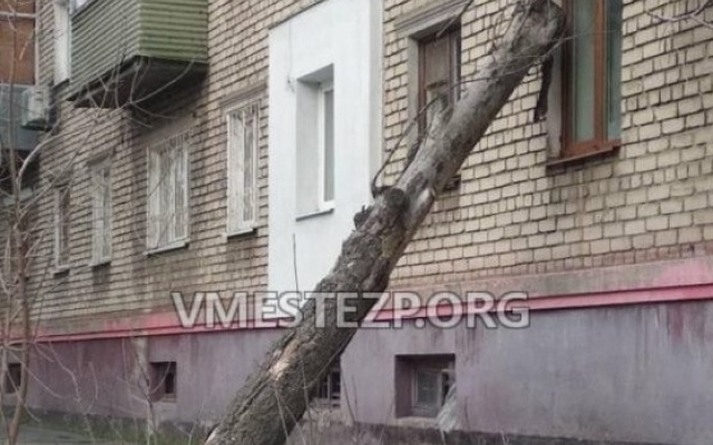 На запорожском курорте дерево рухнуло на дом (ФОТО) Фото № 0 На запорожском курорте дерево рухнуло на дом (ФОТО) Фото № 0