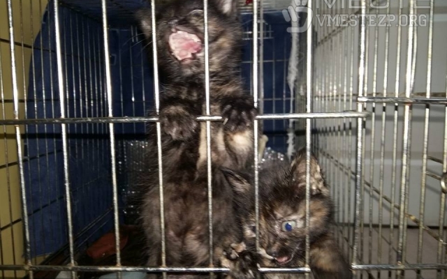 Спасённые запорожскими патрульными котята ищут хозяев Фото № 1 Спасённые запорожскими патрульными котята ищут хозяев Фото № 1