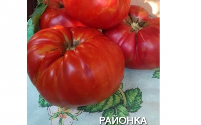 Житель Запорожской области вырастил помидоры невиданных размеров (ФОТО) Фото № 0 Житель Запорожской области вырастил помидоры невиданных размеров (ФОТО) Фото № 0