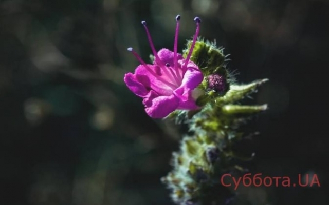 Запорожский фотограф поделился красочными осенними фотоснимками природы Запорожской области Фото № 2 Запорожский фотограф поделился красочными осенними фотоснимками природы Запорожской области Фото № 2