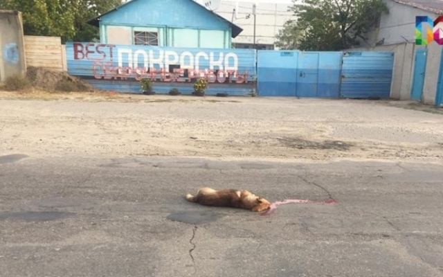Опубликовано видео с места аварии, в которой погибла женщина Фото № 0 Опубликовано видео с места аварии, в которой погибла женщина Фото № 0