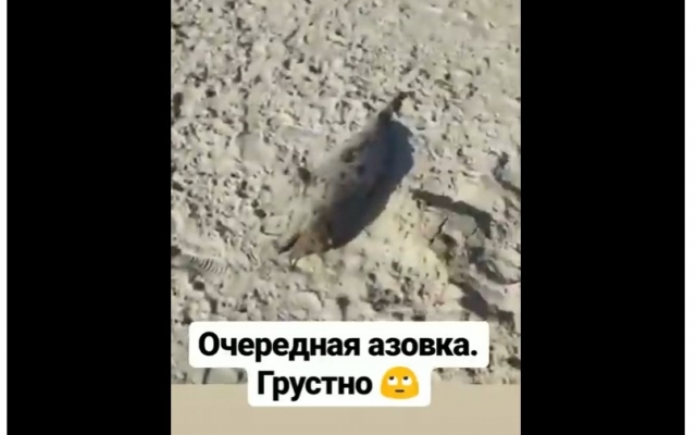На на берег запорожского курорта выбросило тело морского животного (ВИДЕО) Фото № 0 На на берег запорожского курорта выбросило тело морского животного (ВИДЕО) Фото № 0