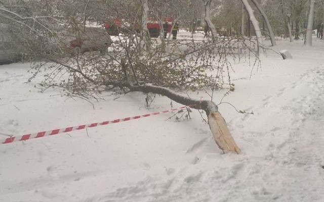 Фотофакт: Во всех районах Запорожья падают деревья и страдают автомобили Фото № 13 Фотофакт: Во всех районах Запорожья падают деревья и страдают автомобили Фото № 13