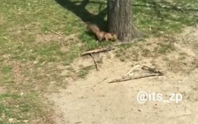 В людном месте в Запорожье была горожане заметили белку (ВИДЕО) Фото № 0 В людном месте в Запорожье была горожане заметили белку (ВИДЕО) Фото № 0