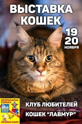 На выставке покажут сотни кошек Фото № 0 На выставке покажут сотни кошек Фото № 0