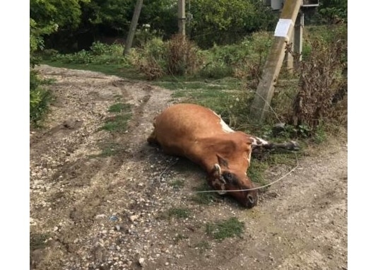 В Балабино током убило корову (ФОТО) Фото № 0 В Балабино током убило корову (ФОТО) Фото № 0