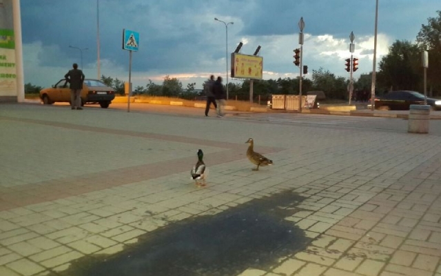 Возле запорожского Возле запорожского