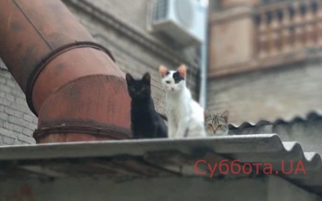 Возле запорожского университета поселились необычные соседи (ФОТО) Фото № 0 Возле запорожского университета поселились необычные соседи (ФОТО) Фото № 0
