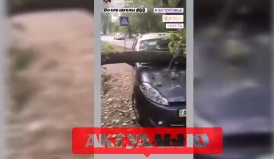 В Запорожье на легковушку рухнуло дерево (ВИДЕО) Фото № 0 В Запорожье на легковушку рухнуло дерево (ВИДЕО) Фото № 0