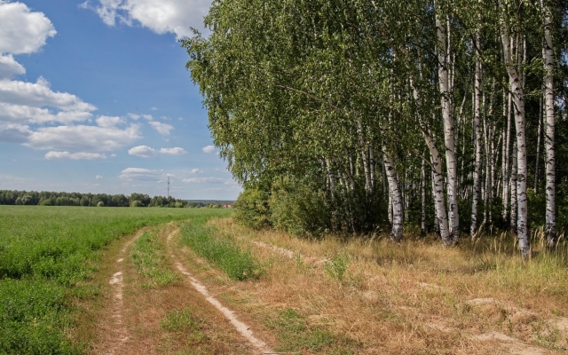 В лесополосе нашли висящий на дереве труп Фото № 0 В лесополосе нашли висящий на дереве труп Фото № 0