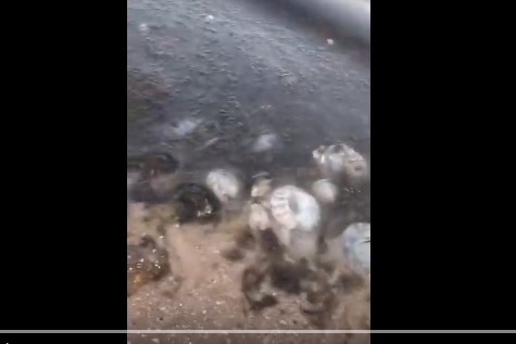 На запорожском курорте почернело море (ВИДЕО) Фото № 0 На запорожском курорте почернело море (ВИДЕО) Фото № 0