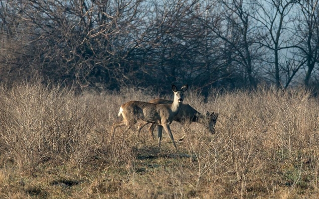 Запорожский фотограф порадовал новой подборкой дикой природы заповедника (ФОТО) Фото № 20 Запорожский фотограф порадовал новой подборкой дикой природы заповедника (ФОТО) Фото № 20