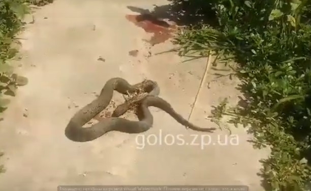 На запорожца напала огромная гадюка (ВИДЕО) Фото № 0 На запорожца напала огромная гадюка (ВИДЕО) Фото № 0
