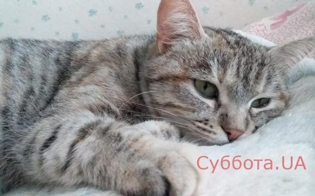 Нерадивые хозяева: В Запорожье из машины на ходу выбросили кошку (ФОТО) Фото № 1 Нерадивые хозяева: В Запорожье из машины на ходу выбросили кошку (ФОТО) Фото № 1