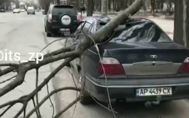 В Запорожье огромная ветка рухнула на автомобиль (ВИДЕО) Фото № 0 В Запорожье огромная ветка рухнула на автомобиль (ВИДЕО) Фото № 0