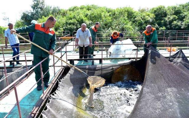 На Запорожской атомной электростанции разводят новый вид рыб Фото № 0 На Запорожской атомной электростанции разводят новый вид рыб Фото № 0