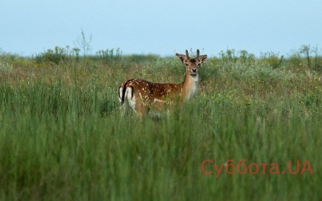 Запорожский фотограф опубликовал подборку удивительных снимков Фото № 1 Запорожский фотограф опубликовал подборку удивительных снимков Фото № 1