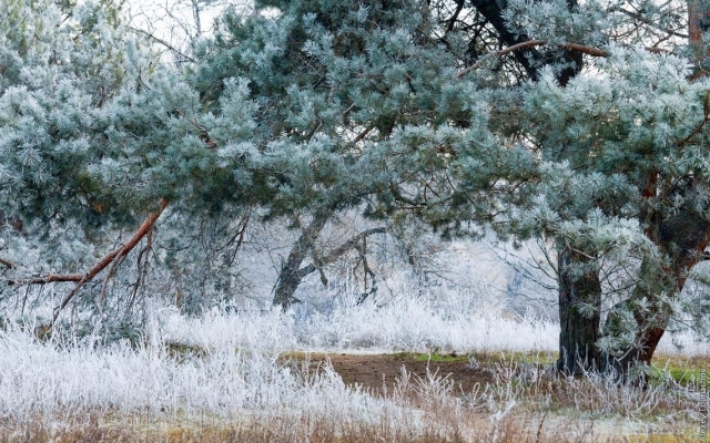 Запорожский фотохудожник показал морозное утро на Хортице (ФОТО) Фото № 4 Запорожский фотохудожник показал морозное утро на Хортице (ФОТО) Фото № 4