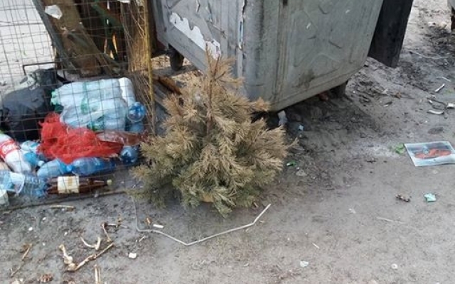 Слабак: житель Запорожской области выкинул елку в мае Фото № 0 Слабак: житель Запорожской области выкинул елку в мае Фото № 0