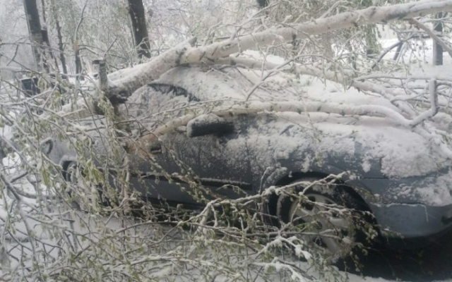 Фотофакт: Во всех районах Запорожья падают деревья и страдают автомобили Фото № 10 Фотофакт: Во всех районах Запорожья падают деревья и страдают автомобили Фото № 10