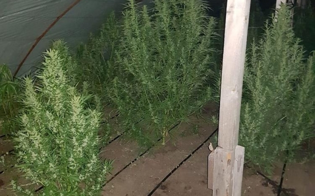 В Запорожской области нашли парники с наркотиками на сумму 20 миллионов гривен (ФОТО, ВИДЕО) Фото № 1 В Запорожской области нашли парники с наркотиками на сумму 20 миллионов гривен (ФОТО, ВИДЕО) Фото № 1