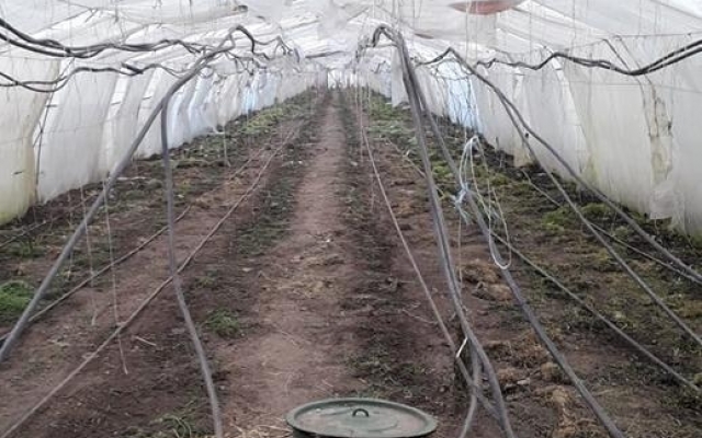Житель Запорожской области вырастил плантацию марихуаны Фото № 0 Житель Запорожской области вырастил плантацию марихуаны Фото № 0
