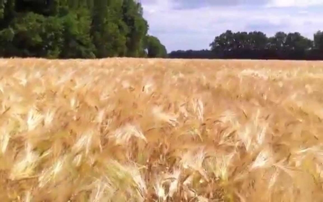 Ячмень с запорожских полей запретили продавать в Китай Фото № 0 Ячмень с запорожских полей запретили продавать в Китай Фото № 0