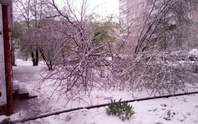 Фотофакт: Во всех районах Запорожья падают деревья и страдают автомобили Фото № 8 Фотофакт: Во всех районах Запорожья падают деревья и страдают автомобили Фото № 8