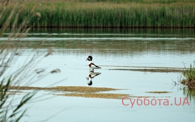 Запорожский фотограф опубликовал подборку удивительных снимков Фото № 4 Запорожский фотограф опубликовал подборку удивительных снимков Фото № 4