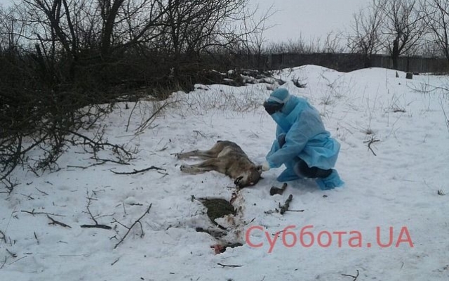 Стало известно, в каком состоянии женщина, которая пережила нападение волка (ФОТО 18+) Фото № 0 Стало известно, в каком состоянии женщина, которая пережила нападение волка (ФОТО 18+) Фото № 0