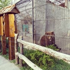 В реабилитационном центре Запорожья появились новые питомцы (ВИДЕО) Фото № 0 В реабилитационном центре Запорожья появились новые питомцы (ВИДЕО) Фото № 0