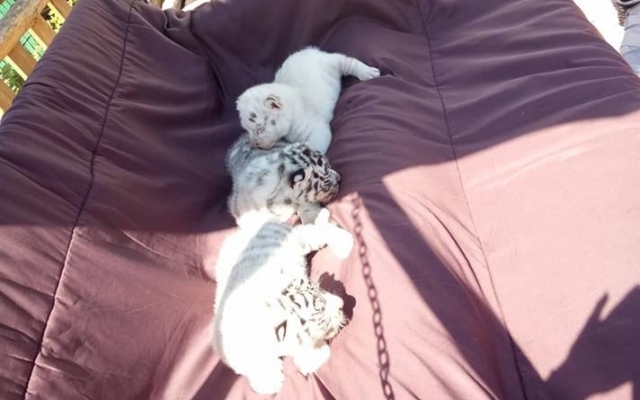 В бердянском зоопарке родилась уникальная малышка (ФОТО) Фото № 1 В бердянском зоопарке родилась уникальная малышка (ФОТО) Фото № 1