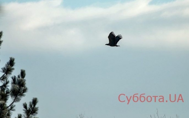 Запорожский фотограф показал редкую птицу, которая живет на Хортице (ФОТО) Фото № 2 Запорожский фотограф показал редкую птицу, которая живет на Хортице (ФОТО) Фото № 2