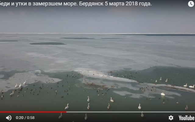 Птицы во льду Азовского моря: В сети показали уникальное видео Фото № 0 Птицы во льду Азовского моря: В сети показали уникальное видео Фото № 0