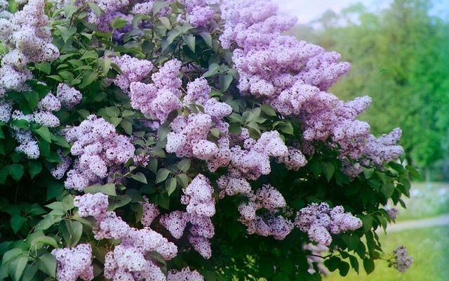 Фотофакт: В Запорожье раньше времени зацвела сирень Фото № 1 Фотофакт: В Запорожье раньше времени зацвела сирень Фото № 1
